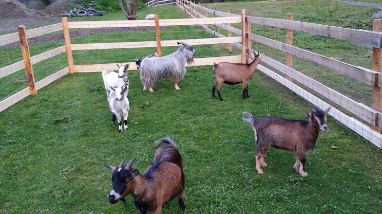 Pony Ranch 1