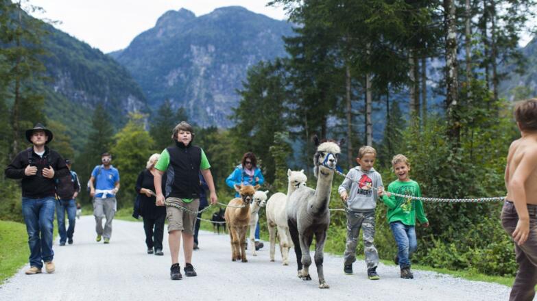 Alpakawanderung - Adnet