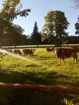 Kühe in der Morgensonne