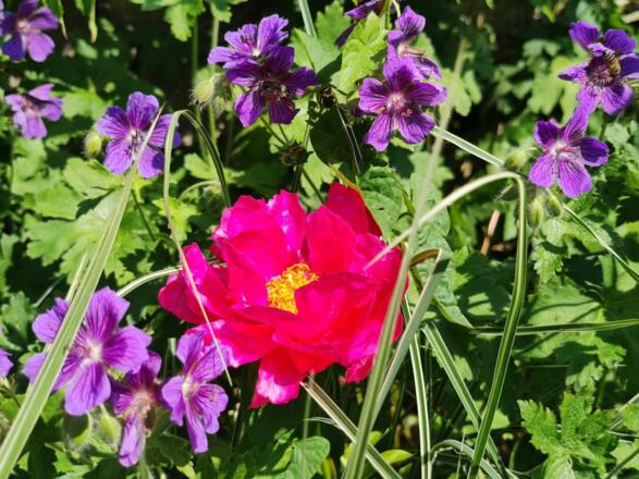 Pflanzenvielfalt im Bauerngarten