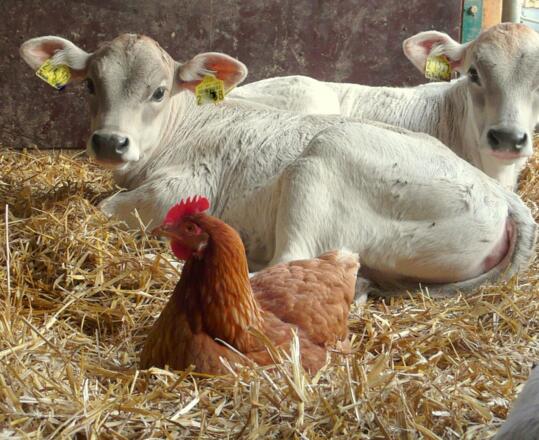 Unsere tierische Wohngemeinschaft: Kälber Huhn