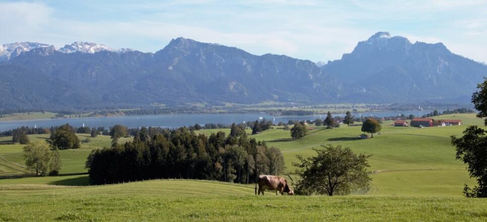 Panorama Berghof Kinker Forggensee Säuling Kuh