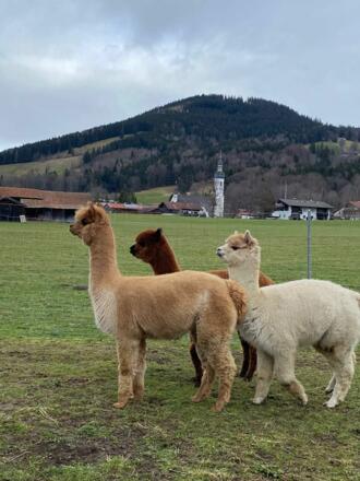 Ausblick - auf Wunsch Begegnung mit Alpakas möglich