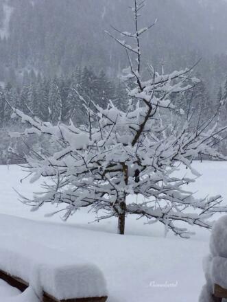 2017 maart 7 Kleinwalsertal Sneeuw boom    op Site