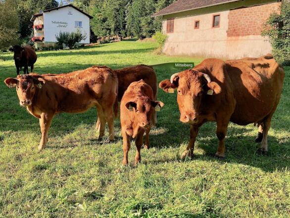 2019 aug 31 Mittelberg 3 koeien    op Site KWT