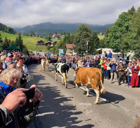 2019 sept 19 Mittelberg koeien.    op Site KWT