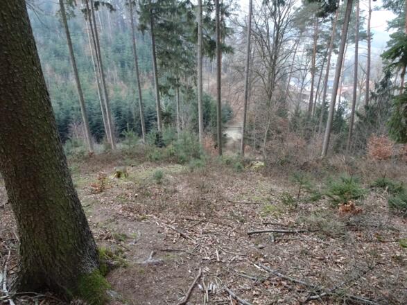 Downhill nach Tiefenbach 24° steil
