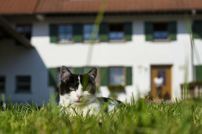 Katzen überall!