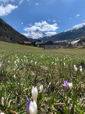 Tausende Krokusse im Frühling