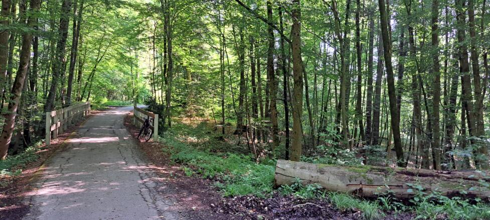 Idyllischer Mischwald wird durchfahren...