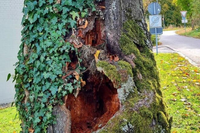 Gehölzlehrpfad Kirsche