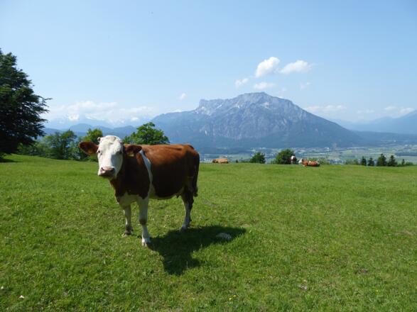 Der aussichtsreiche Weg zur Erentrudisalm.