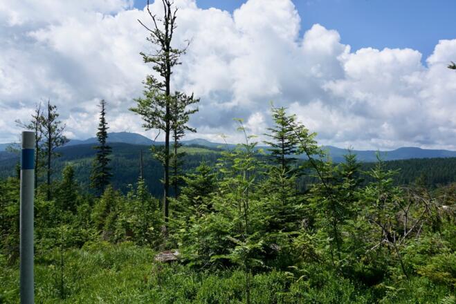 Erster Blick zum Bayerwaldkamm mit Gr. Arber