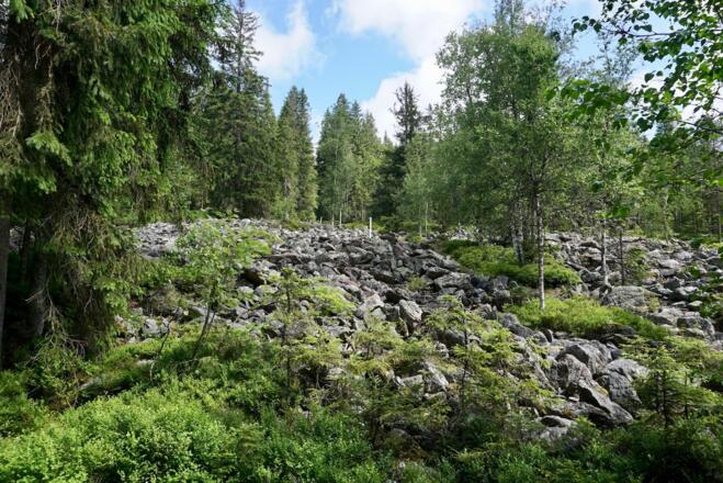 Blockmeer am Büchelbach - hier geht es entlang der Grenzstangen hoch