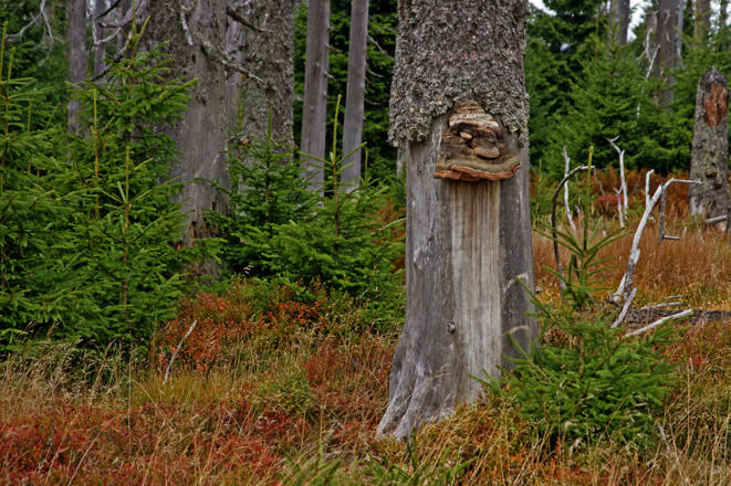 Baumpilzkopf
