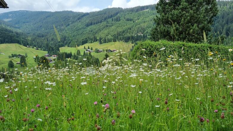 Terrassenaussicht im Sommer