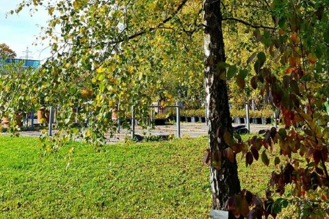 Gehölzlehrpfad Birke