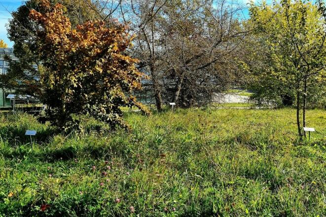 Gehölzlehrpfad wilde Wiese