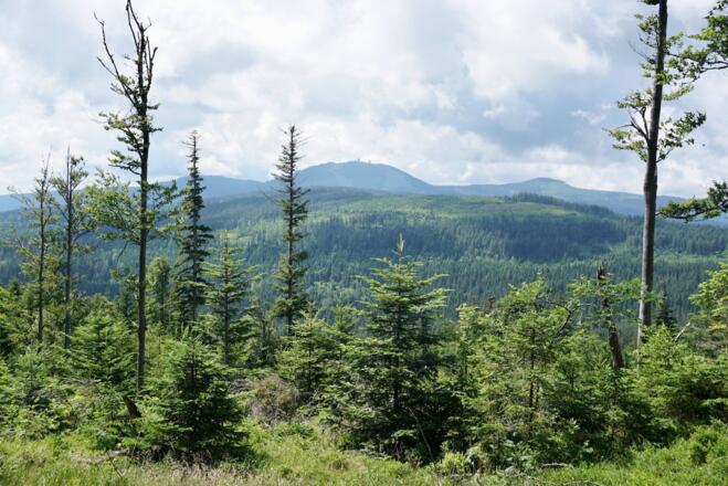 Schöne Sicht zum Gr. Arber weiter oben