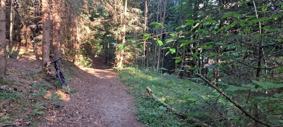 Die letzte Trailpassage führt unterhaltsam nach Hallein...