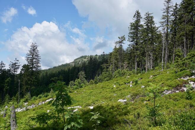 Zwercheck ist in Sicht