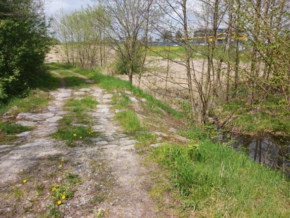 Weihdeichdamm nach Norden