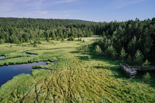 Hochmoor Bayrische Au