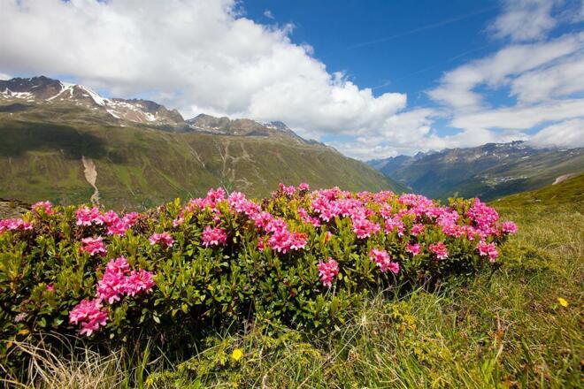 Alpenrosenblüte