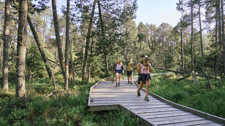 Hochmoor Bayrische Au Holzsteg