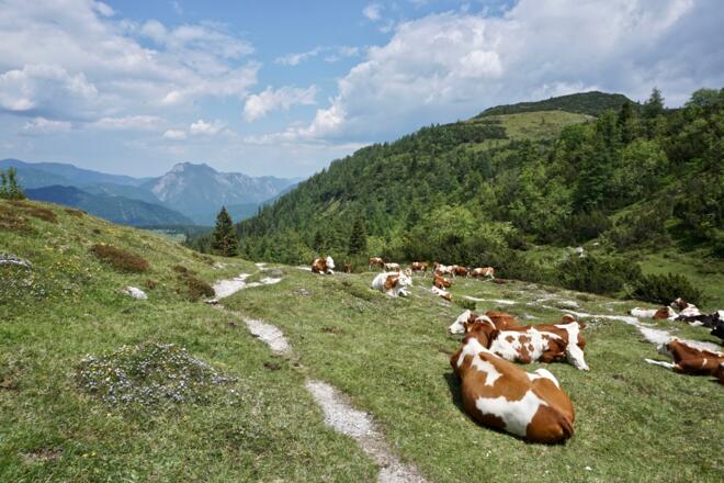 Eggenalm mit Blick zur Hörndlwand