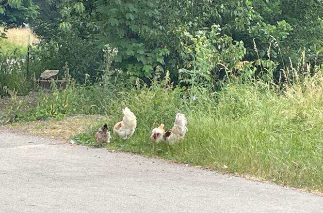 Ein Blumenstrauß am Straßenrand hat den Fotografen gestört
