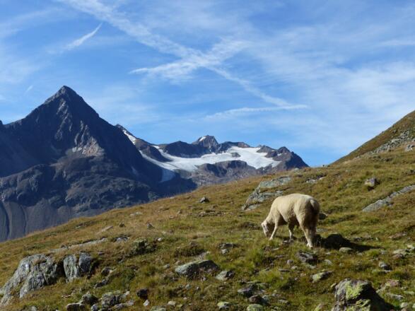 Die Talleitspitze - der Hausberg von Vent.