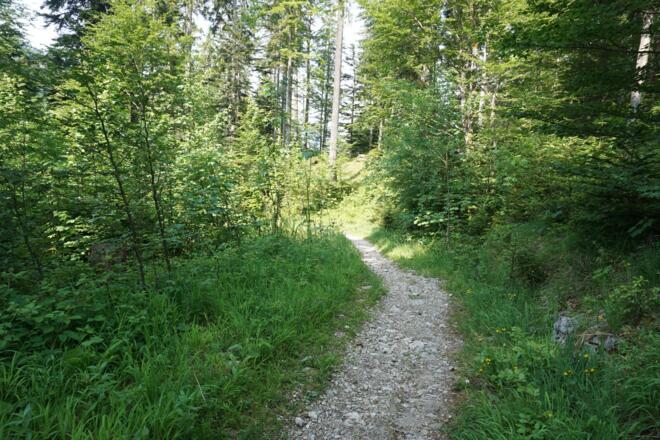 Weg Nr. 16 von den Sprungschanzen zur Hindenburghütte