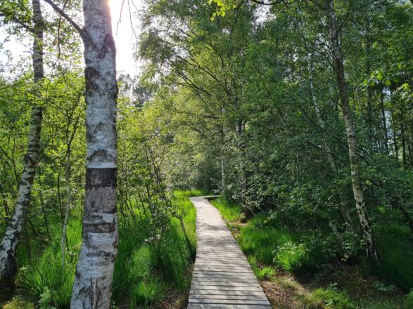 Wanderweg durchs Moor nach Burgberg