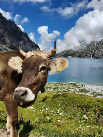 Weidevieh beim Lünersee