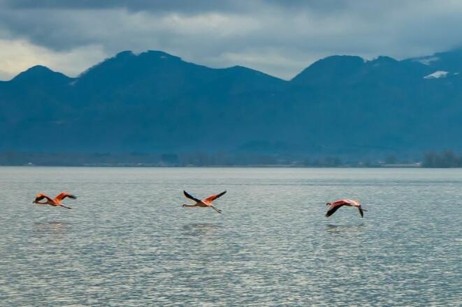 Flamingos am Chiemsee
