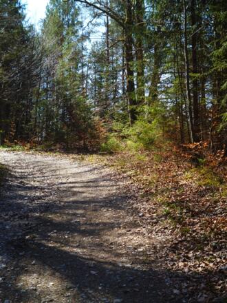 Auf ruhigen Forstwegen geht es durch den Wald in Richtung Frechensee.