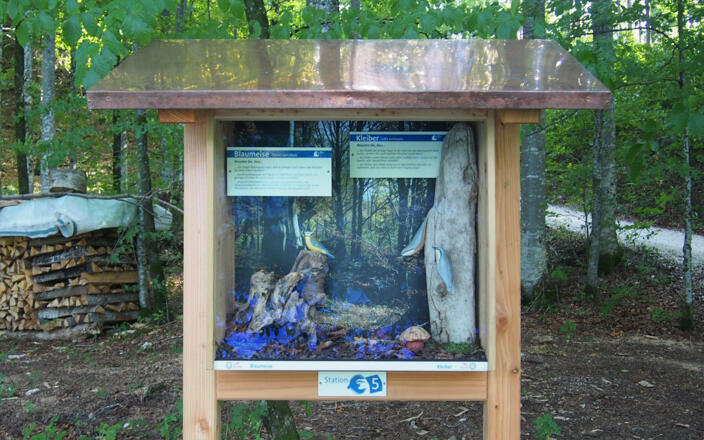 Blaumeise und Kleiber