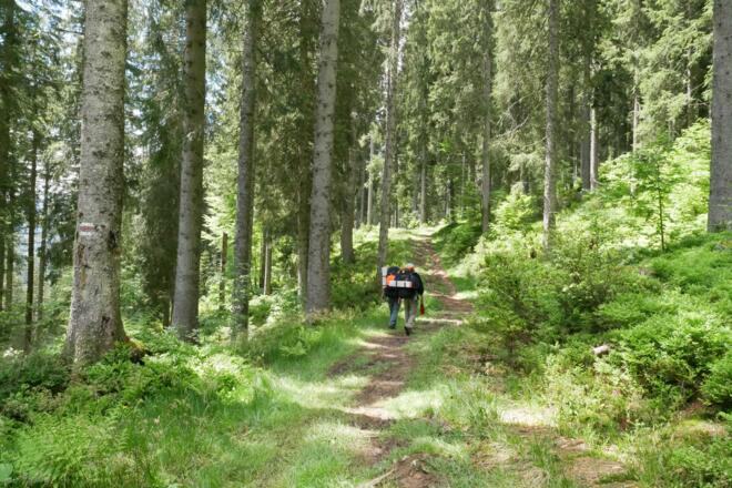 Aufstieg durch den Wald zum Grat
