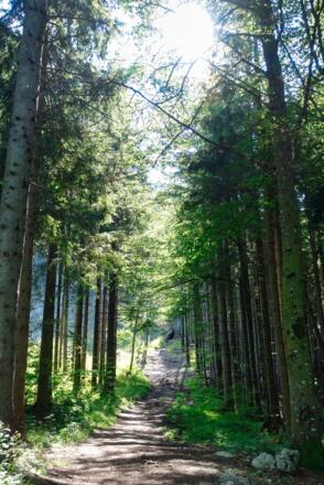 Waldweg hoch zum Falkenstein
