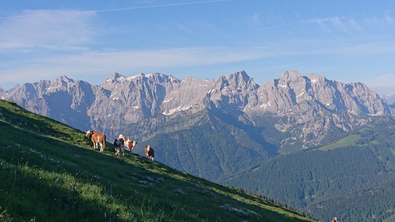 Kühe genießen die frischen Gräser auf dem Schafreiter
