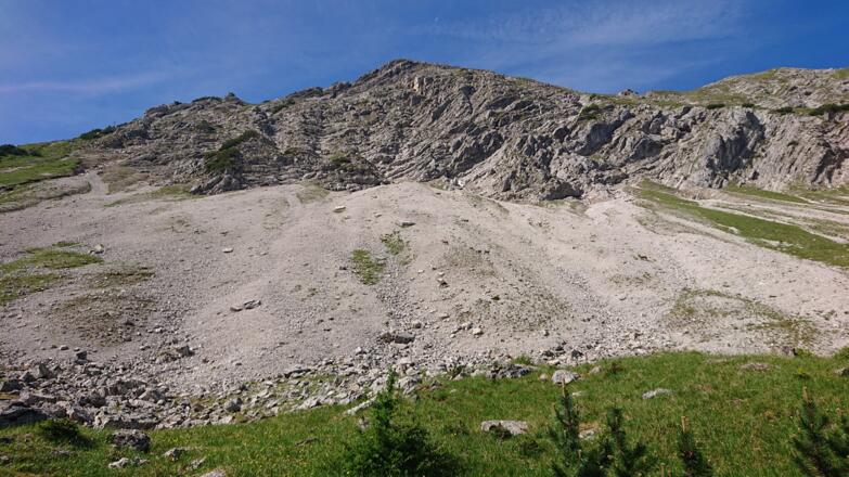 Gämsen mit ihren Jungen im Schotterfeld an der Fleischbank