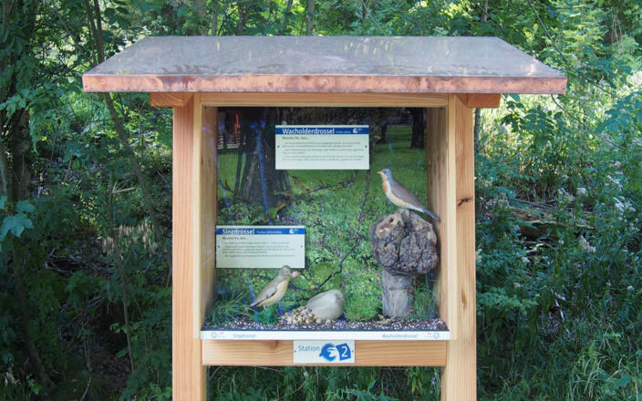 Singdrossel und Wacholderdrossel