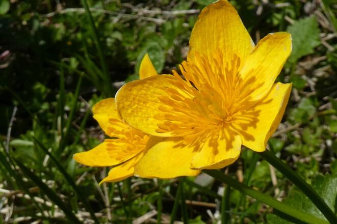 Sumpfdotterblumen beim Quellteich unterhalb der Teufelskirche