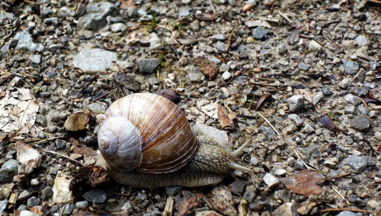 Querverkehr mit einer Weinbergschnecke, Kreuzung ~600m