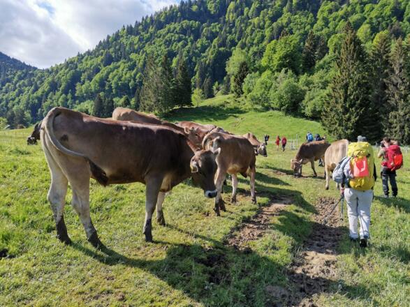 Neugieriges Jungvieh am Wegesrand