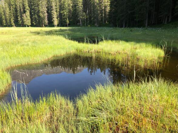 Hochmoor Wildried am Kristberg