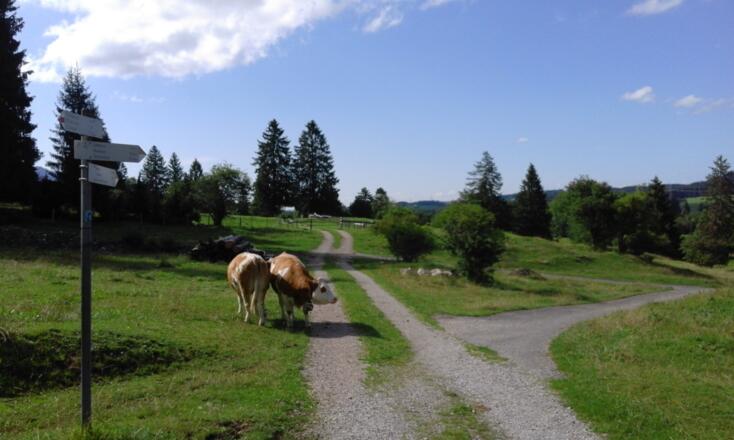 Viehweide kurz vor Roßmoos