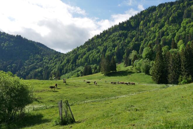 Jungvieh bei der Alpe Gschwenderberg