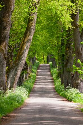 lindenallee